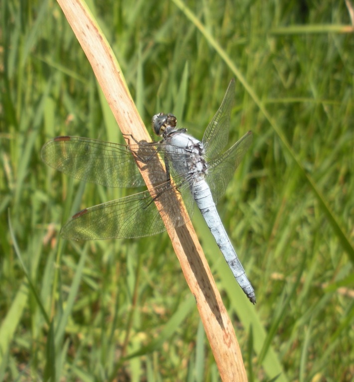 Libellula da determinare - Orthetrum brunneum (maschio)